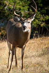 Buck Mule Deer 