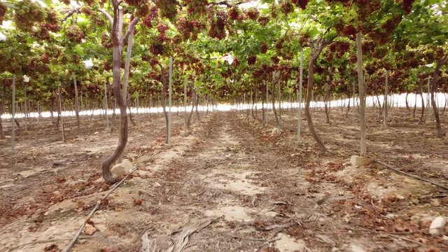 flying into an organic grape crop