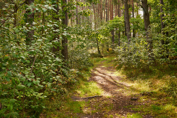 forest road, road, forest, trees,path, forest path