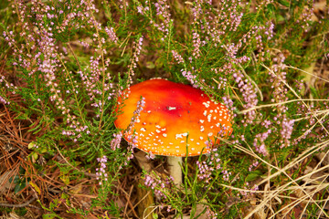 Amanita muscaria, fly agaric, fly amanita, mushroom, poisonous mushroom, mushroom in the forest