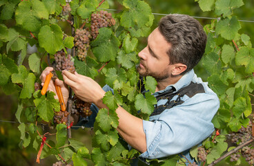enologist with garden scissors. farmer cut grapevine. vinedresser cutting grapes bunch.