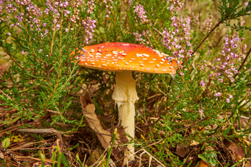 Amanita muscaria, fly agaric, fly amanita, mushroom, poisonous mushroom, mushroom in the forest