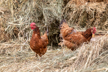 chickens