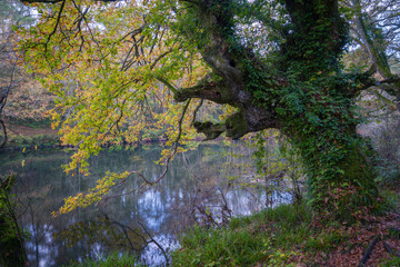 Huge oak covered in ivy begins to turn yellow in early autumn