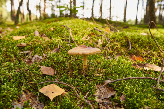 Panaeolus foenisecii, mower's mushroom, haymaker, brown hay mushroom, toadstool,mushroom, poisonous mushroom, mushroom in the forest, mushroom picking