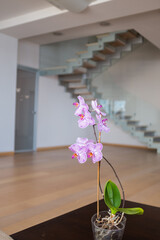 Indoor plant orchid in the interior. Stylish rungs of stairs in the background.