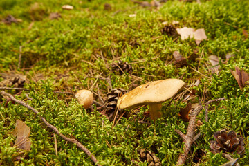Suillus viscidus, larch bolete,mushroom, edible mushroom, food, mushroom in the forest,