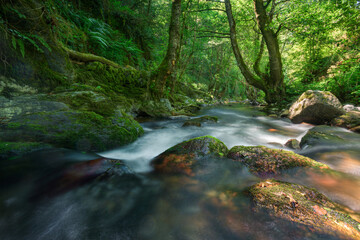 Obraz premium Powerful trees and moss covered walls on the bank of a river