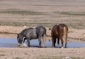 Wild Horses at a Desert Waterhole in Utah