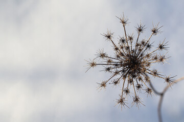 枯れた花　冬　雪