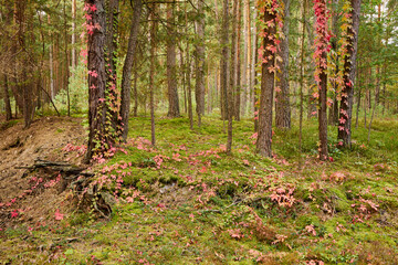 autumn forest, the beginning of autumn, forest, trees