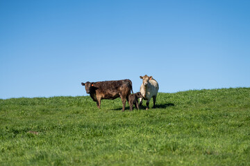 Close up of beef cows and calfs grazing on grass in Australia, on a farming ranch. Cattle eating...