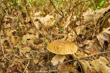 Boletus, mushroom, edible mushroom, food, mushroom in the forest
