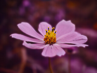 Fototapeta premium flower macro