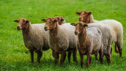 Naklejka na ściany i meble Sheeps on a field 