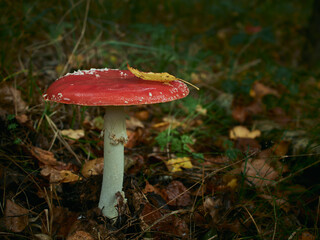 fly mushroom in forest