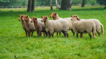 Fototapeta premium sheep in the field