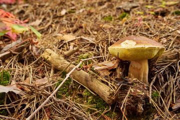 Boletus, mushroom, edible mushroom, food, mushroom in the forest