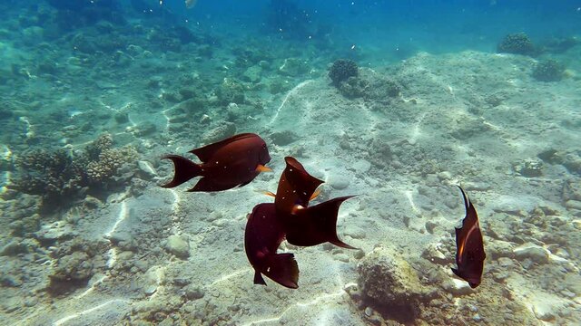 Close-up view of Lined Bristletooth swimming underwater. Beautiful tropical fishes swimming undersea in clear transparent water of Red Sea