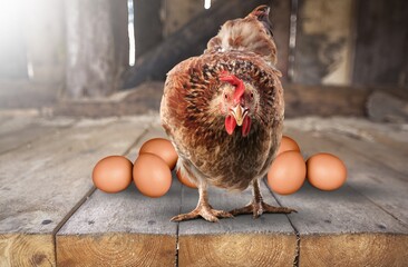 Brown chicken or hen with collection of fresh eggs - obrazy, fototapety, plakaty