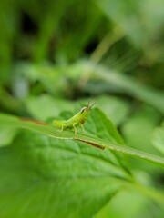 grasshopper on the grass. Green mother nature