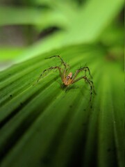 Lynx spider on a leaf. Green nature