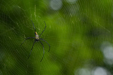 Female giant wood spider