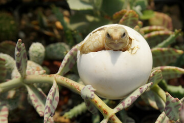Africa spurred tortoise being born, Tortoise Hatching from Egg, Cute portrait of baby tortoise hatching, Birth of new life,Natural Habitat