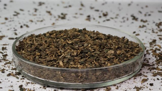 Woolly burdock seeds (Arctium tomentosum).