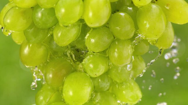Drops of water splash off fresh grapes..