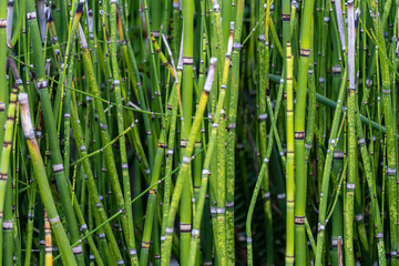 Numerous green bamboo sticks close up filling the frame