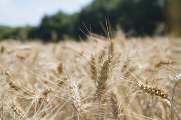 żyto, zborze, kłosy, kłos, rolnictwo, roślina, pola, plon, lato, farma, zbiory, krajobraz, pole uprawne © Adrian White