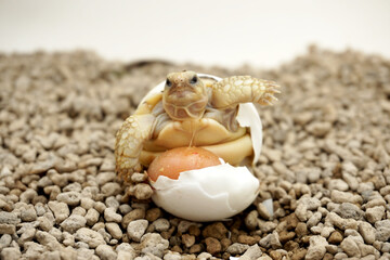 Africa spurred tortoise being born, Tortoise Hatching from Egg, Cute portrait of baby tortoise hatching, Birth of new life,Natural Habitat
