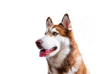 Purebred dog Female Siberian Husky Brown and White Fur Use a die-cut technique on a White background. ears erect, stick out the tongue Pet care concept.