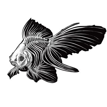 Fish Skeleton Drawing Stock Photos - 6,216 Images