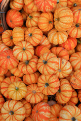Colorful small ripe pumpkins up for sale at the pumpkin farm during harvest time