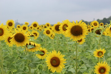 Fototapeta premium Sunflower field