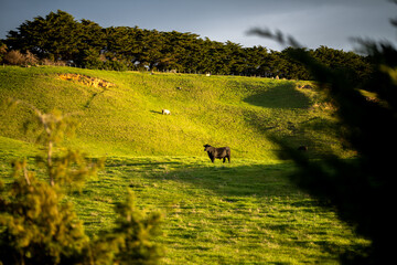 Speckled park, Murray grey, Angus cows and calf grazing on lush pasture. while they enjoy the sun...