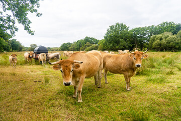 Fototapeta na wymiar Limousin cows in Bretagne, France. A group of brown cows Aubrac graze in a meadow in the northern france region of Brittany. French landscape with brown cows. Breton Cows grazing on the field
