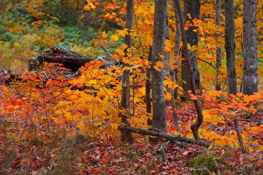 Bright autumn trees in Hiawatha national forest in Michigan