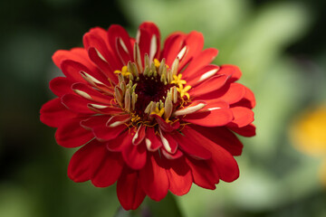 Obraz premium Zinnia flower, various colors