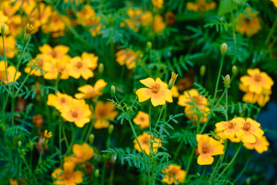 Closeup of the signet marigold. Tagetes tenuifolia.
