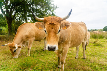 Naklejka na ściany i meble Limousine cows. Cattle in french prairie. Brown cows of French La Maraishine cattle breed graze pasture in northern French region of Brittany. Free range, organic cattle farming and agriculture