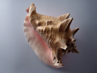 Sea conch pink and beige