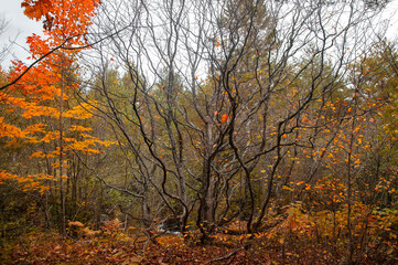 Woodlands during autumn time in rural Michigan