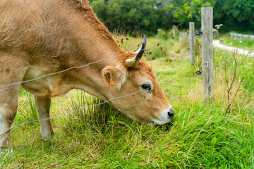 Limousine cows. Cattle in french prairie. Brown cows of French La Maraishine cattle breed graze pasture in northern French region of Brittany. Free range, organic cattle farming and agriculture