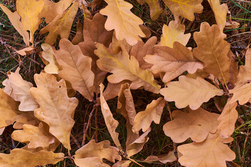 Yellow autumn fallen leaves. Background.
