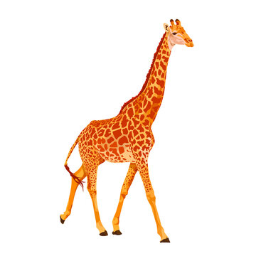 African giraffe stands, stretching out a long neck. Vector illustration. Animals of Africa.