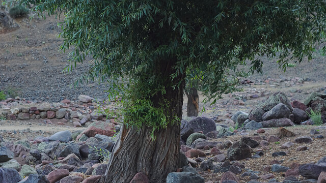 A large tree growing among the rocks