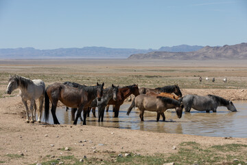 Wild Horses at a Desert Waterhole in Utah